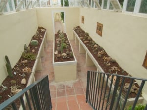 cactus collection jardin botánico