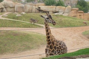 giraffe greeting bioparc