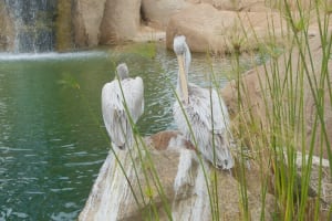 gray pelican bioparc
