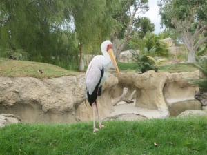 yellow-billed stork bioparc